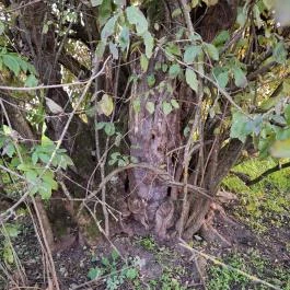 400 éves som, Császló - Egyéb