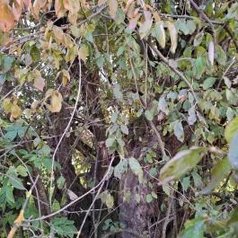 400 éves som, Császló - Egyéb