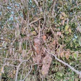 400 éves som, Császló - Egyéb