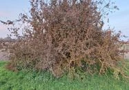 400 éves som Császló