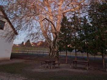 500 éves platán Söjtör