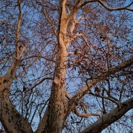 500 éves platán Söjtör - Egyéb