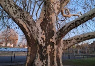 500 éves platán Söjtör
