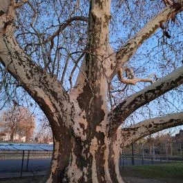 500 éves platán Söjtör - Egyéb