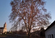 500 éves platán Söjtör