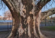 500 éves platán Söjtör