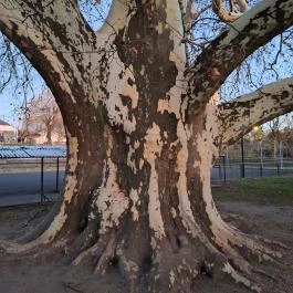 500 éves platán Söjtör - Egyéb