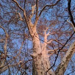 500 éves platán Söjtör - Egyéb