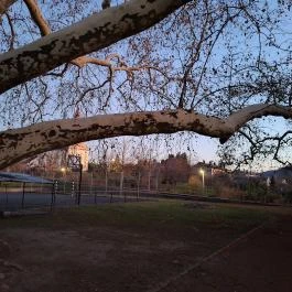 500 éves platán Söjtör - Egyéb