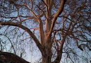 500 éves platán Söjtör