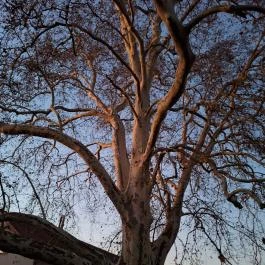 500 éves platán Söjtör - Külső kép