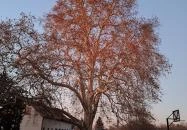 500 éves platán Söjtör