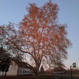 500 éves platán Söjtör - Külső kép
