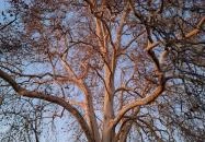 500 éves platán Söjtör