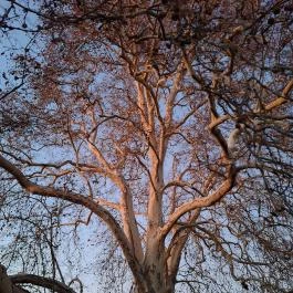 500 éves platán Söjtör - Külső kép