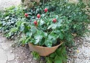 Ábrahám Teázó Ábrahámhegy