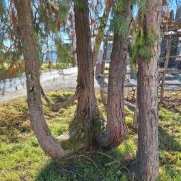 Adél Vendégház, Ispánk - Egyéb