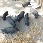 Afrika Múzeum és Állatkert Balatonederics - 