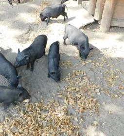 Afrika Múzeum és Állatkert