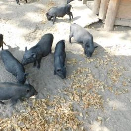 Afrika Múzeum és Állatkert, Balatonederics - 