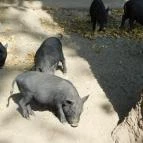 Afrika Múzeum és Állatkert Balatonederics - 