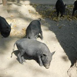 Afrika Múzeum és Állatkert, Balatonederics - 