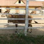 Afrika Múzeum és Állatkert Balatonederics - 