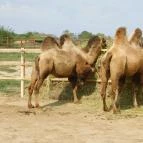 Afrika Múzeum és Állatkert Balatonederics - 