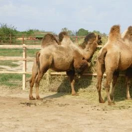 Afrika Múzeum és Állatkert, Balatonederics - 