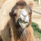 Afrika Múzeum és Állatkert Balatonederics - 