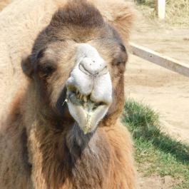 Afrika Múzeum és Állatkert, Balatonederics - 