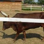 Afrika Múzeum és Állatkert Balatonederics - 