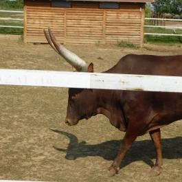 Afrika Múzeum és Állatkert, Balatonederics - 