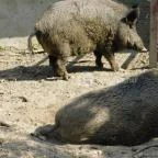 Afrika Múzeum és Állatkert Balatonederics - 