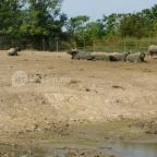 Afrika Múzeum és Állatkert Balatonederics - 