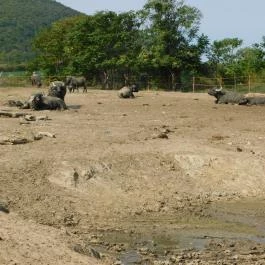 Afrika Múzeum és Állatkert, Balatonederics - 