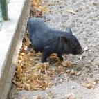 Afrika Múzeum és Állatkert Balatonederics - 