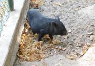 Afrika Múzeum és Állatkert Balatonederics Afrika Múzeum és Állatkert Balatonederics