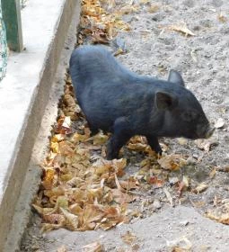 Afrika Múzeum és Állatkert