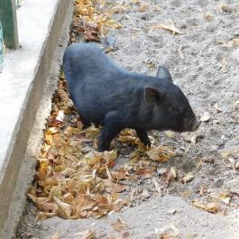 Afrika Múzeum és Állatkert, Balatonederics - 