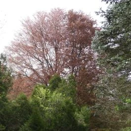 Agostyáni Arborétum Agostyán - Külső kép