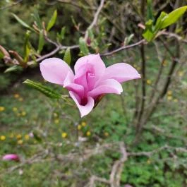 Agostyáni Arborétum Agostyán - Egyéb