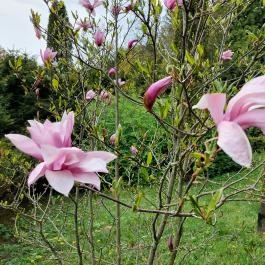 Agostyáni Arborétum Agostyán - Egyéb
