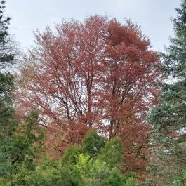 Agostyáni Arborétum Agostyán - Külső kép