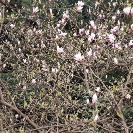 Agostyáni Arborétum Agostyán - Egyéb