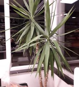 Albán Pékség & Cukrászda & Coffee