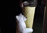 Albán Pékség & Cukrászda & Coffee Piliscsaba