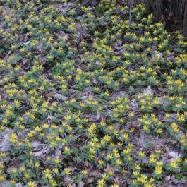 Alcsúti Arborétum Alcsútdoboz - Egyéb