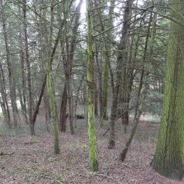 Alcsúti Arborétum Alcsútdoboz - Külső kép