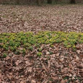 Alcsúti Arborétum Alcsútdoboz - Egyéb